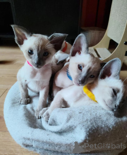 Photo №1. siamese cat - for sale in the city of Birkenwerder | 361$ | Announcement № 177577