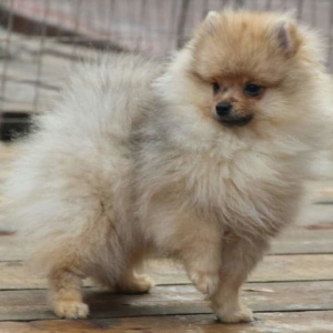 Photo №4. I will sell german spitz in the city of Москва. from nursery, breeder - price - negotiated