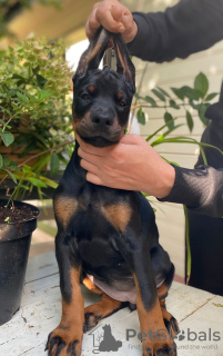 Photo №2 to announcement № 12110 for the sale of dobermann - buy in Russian Federation from nursery