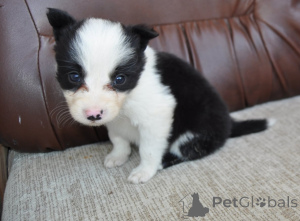 Photo №4. I will sell border collie in the city of Šabac. private announcement - price - negotiated