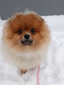 Photo №1. german spitz - for sale in the city of Kirov | 532$ | Announcement № 4777