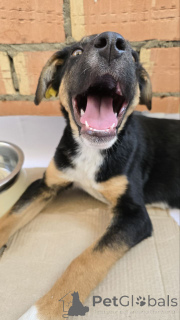Photo №4. I will sell non-pedigree dogs in the city of Москва. private announcement - price - Is free