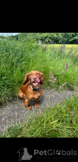 Photo №4. I will sell english cocker spaniel in the city of Coovol.  - price - 350$