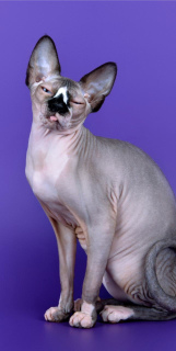 Photo №1. sphynx-katze - for sale in the city of Sevastopol | 0$ | Announcement № 5775