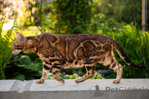 Photo №4. I will sell bengal cat in the city of Minsk. from nursery, breeder - price - 161$