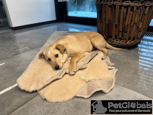 Photo №3. I give puppies in good hands for 3 months.. Russian Federation