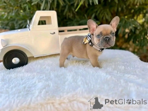 Photo №2 to announcement № 136182 for the sale of french bulldog - buy in Australia breeder