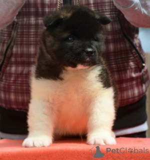 Photo №4. I will sell akita in the city of Jagodina. breeder - price - negotiated
