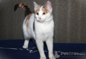 Photo №3. The house is looking for a very affectionate tricolor cat bead.. Russian Federation