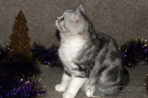 Photo №3. Scottish tabby kitten. France