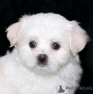 Photo №1. maltese dog - for sale in the city of Berlin | 282$ | Announcement № 137137