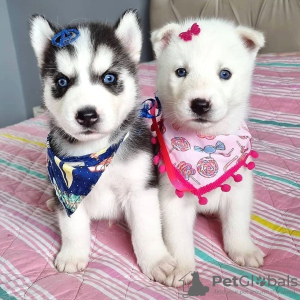 Photo №1. siberian husky - for sale in the city of Мадрид | negotiated | Announcement № 31808