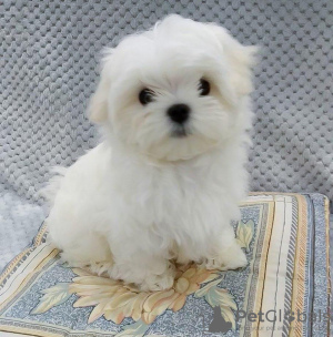 Photo №1. maltese dog - for sale in the city of Helsinki | negotiated | Announcement № 40425
