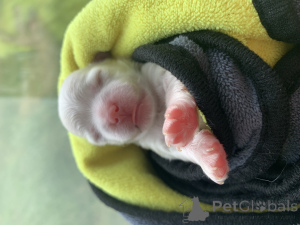 Photo №1. maltese dog - for sale in the city of Moskova | negotiated | Announcement № 146079