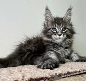 Photo №1. maine coon - for sale in the city of Baden Baden | 1022$ | Announcement № 163716