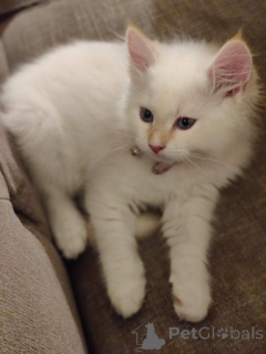 Photo №1. siberian cat - for sale in the city of Беттамбур | 329$ | Announcement № 141875