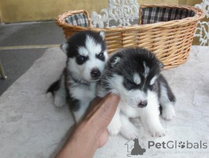 Photo №1. alaskan malamute - for sale in the city of Helsinki | negotiated | Announcement № 138164