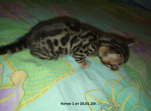 Photo №3. Bright Bengal kittens. Russian Federation