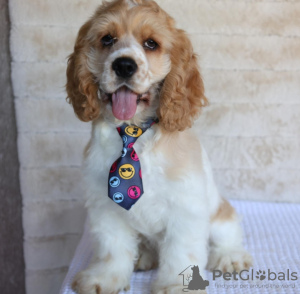 Photo №2 to announcement № 113696 for the sale of american cocker spaniel - buy in Germany private announcement