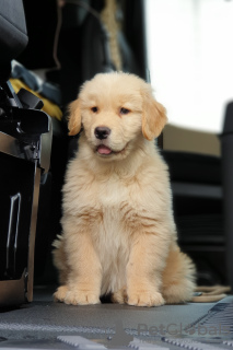 Photo №3. Golden Retriever (American line). Spain