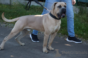 Photo №2 to announcement № 13662 for the sale of cane corso - buy in Poland breeder