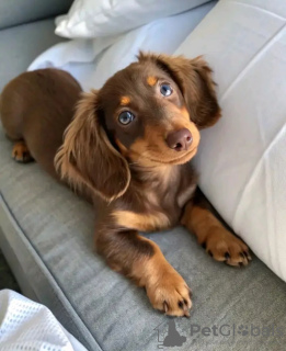 Photo №2 to announcement № 132030 for the sale of dachshund - buy in Netherlands breeder