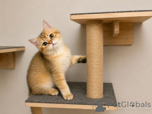Photo №3. Registered British Shorthair Kittens. United Kingdom