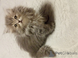 Photo №3. British Long Hair. Turkey