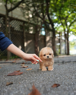 Photo №4. I will sell maltipu in the city of Helsinki. breeder - price - 671$