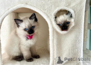Photo №1. ragdoll - for sale in the city of bridging | 361$ | Announcement № 154977