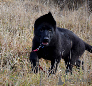 Photo №3. FOR CONNECTORS OF THE BLACK GERMAN SHEPHERD DOG.. Ukraine