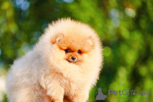 Photo №1. pomeranian - for sale in the city of Kiev | 1774$ | Announcement № 11249