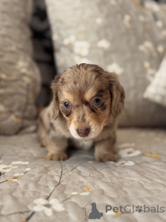 Photo №3. Rare Chocolate Dapple Dachshund Puppy Adorable & Ready for Her Forever Home!. Germany
