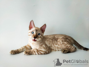 Photo №3. Bengal kitten. Ukraine