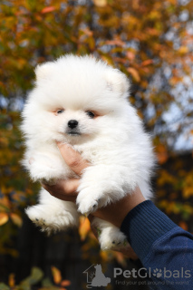 Photo №2 to announcement № 12736 for the sale of pomeranian - buy in Russian Federation breeder