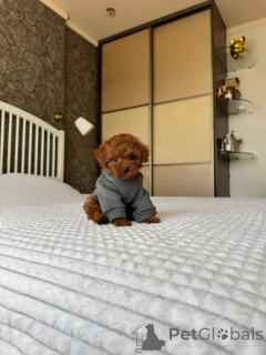 Photo №1. poodle (toy) - for sale in the city of Vilnius | 1290$ | Announcement № 175402