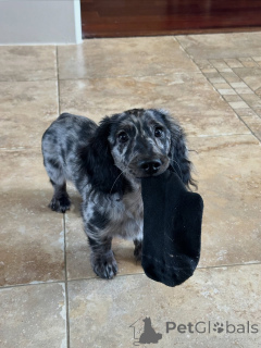 Photo №2 to announcement № 144413 for the sale of dachshund - buy in Czech Republic breeder