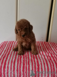 Photo №1. poodle (toy) - for sale in the city of Zrenjanin | negotiated | Announcement № 110369