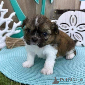 Photo №4. I will sell  in the city of Fredericksborg.  - price - 500$