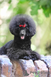 Photo №2 to announcement № 116514 for the sale of poodle (toy) - buy in Serbia 