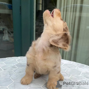 Photo №2 to announcement № 157834 for the sale of dachshund - buy in China private announcement