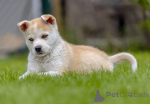 Photo №2 to announcement № 137756 for the sale of siberian husky - buy in United Kingdom breeder