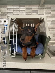 Additional photos: Beautiful Miniature pinscher