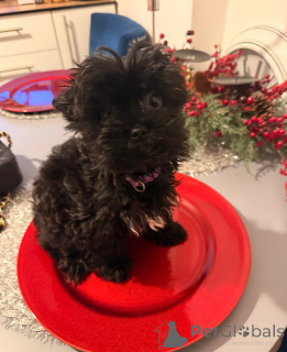 Photo №3. Beautiful Yorkshire terrier girl ready to leave . Croatia