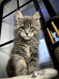 Photo №2 to announcement № 97903 for the sale of maine coon - buy in Austria private announcement