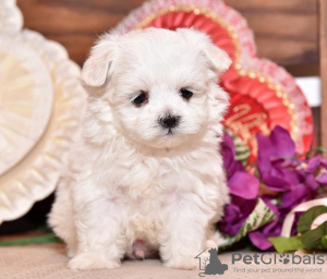 Photo №1. maltese dog - for sale in the city of Liège | 169$ | Announcement № 75563
