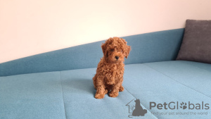 Photo №3. Toy Poodle Puppies. Russian Federation