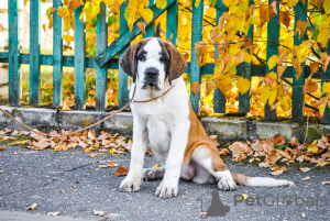 Photo №2 to announcement № 7765 for the sale of st. bernard - buy in Belarus from nursery