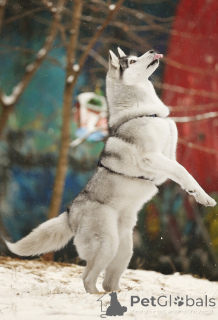 Photo №4. I will sell siberian husky in the city of Москва.  - price - Is free