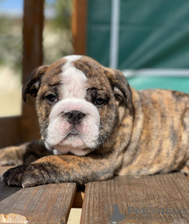 Photo №2 to announcement № 11163 for the sale of english bulldog - buy in Australia private announcement